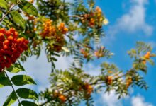 Photo of Утопические дома: идеи для жизни в гармонии с природой