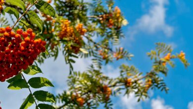 Photo of Утопические дома: идеи для жизни в гармонии с природой