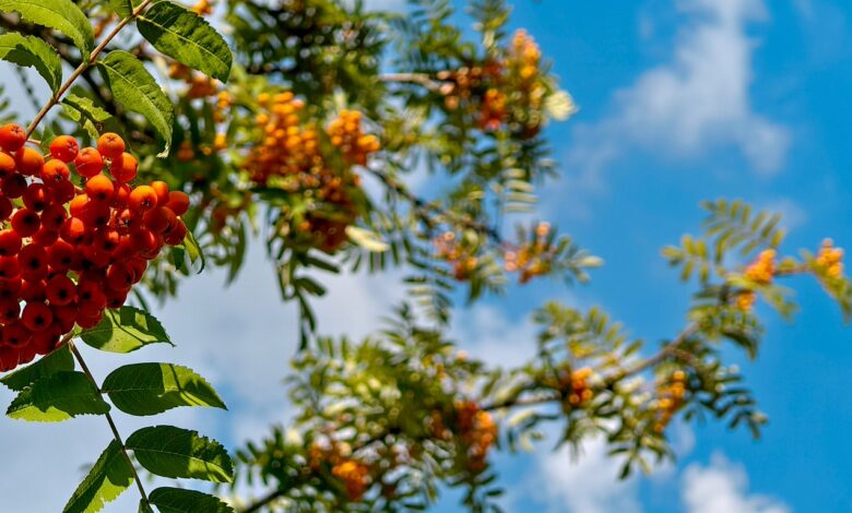 Photo of Утопические дома: идеи для жизни в гармонии с природой